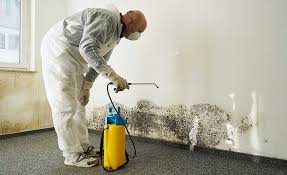 Mold Remediation for Rental Properties in Madison, MN