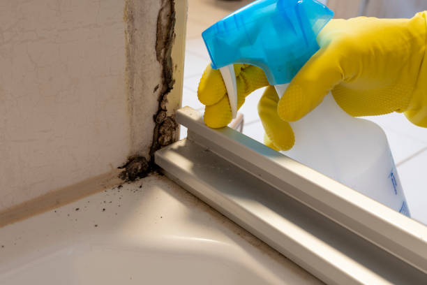 Mold Odor Removal Services in Madison, MN